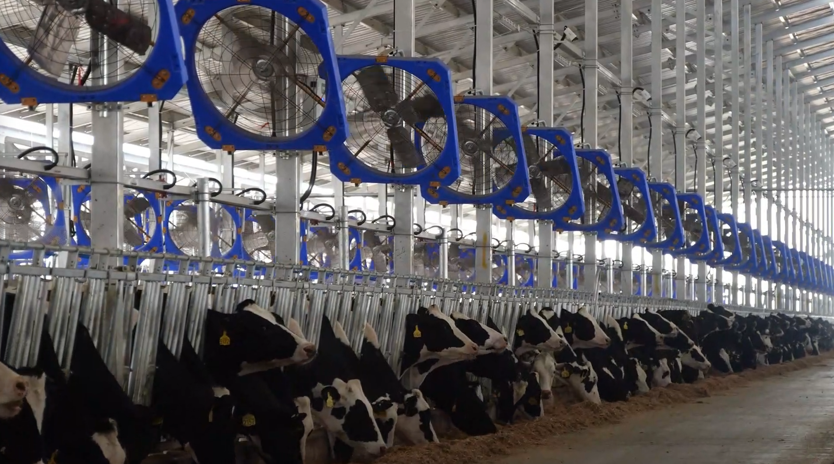 云上牧歌（襄陽）萬頭奶牛智慧產(chǎn)業(yè)園科學(xué)化飼養(yǎng)（王瑋 攝）