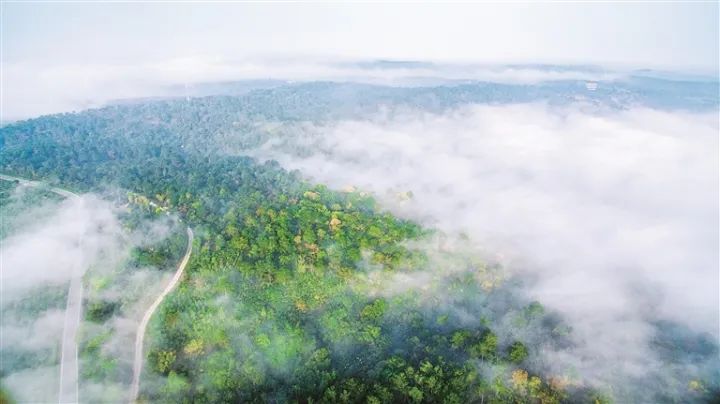 大口國家森林公園。安幫友 攝